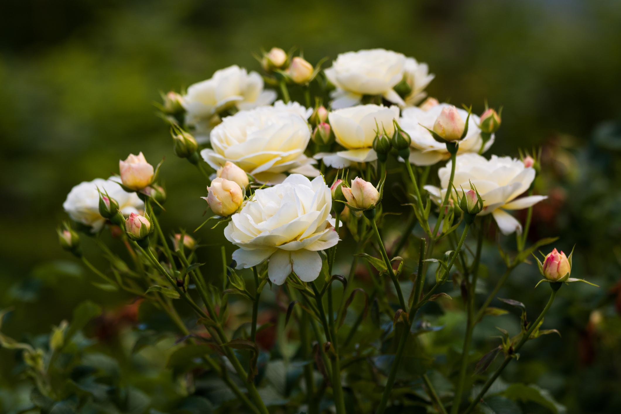 Rose (Rosa Cultivar)