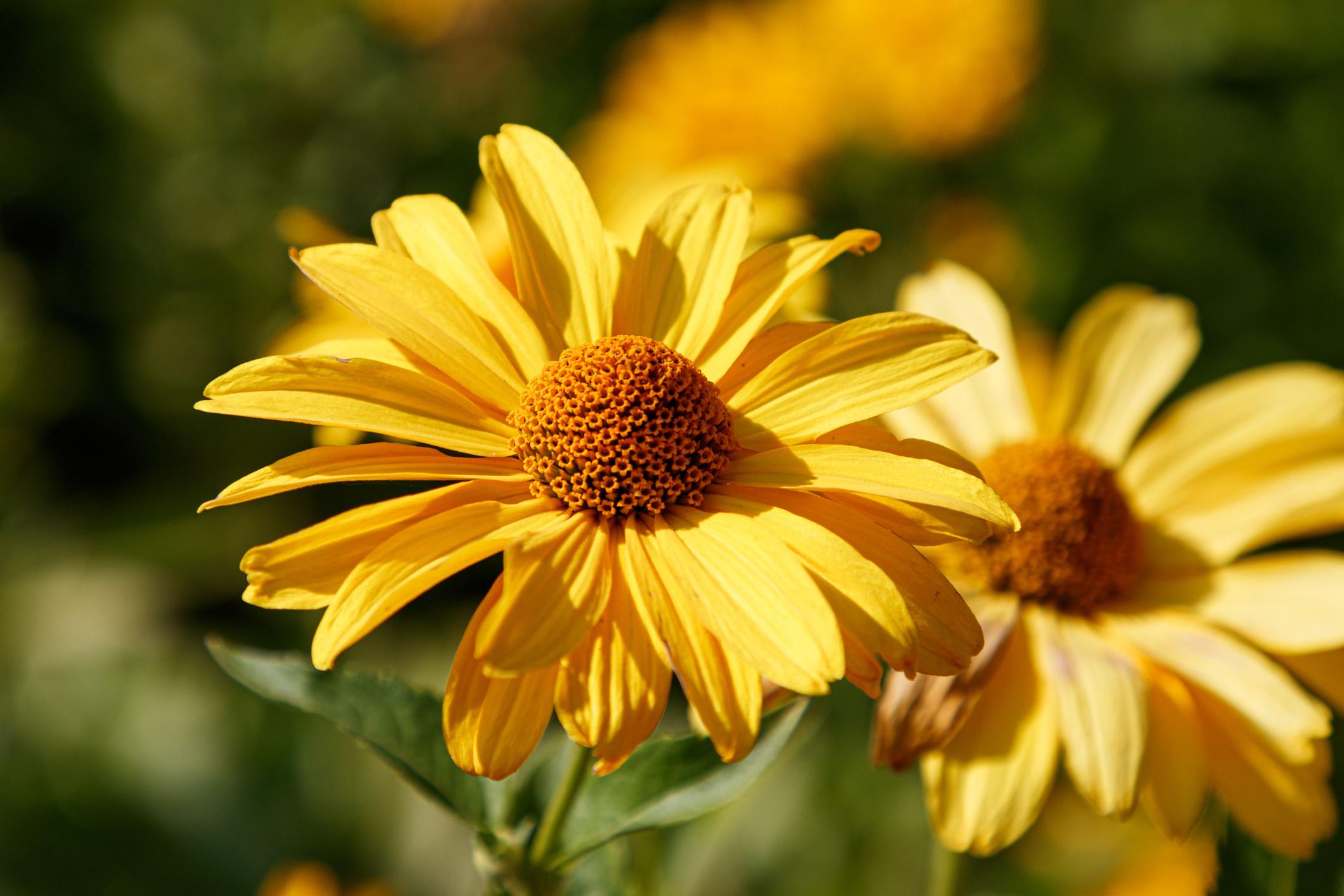Heliopsis faux-helianthe (Heliopsis helianthoides)