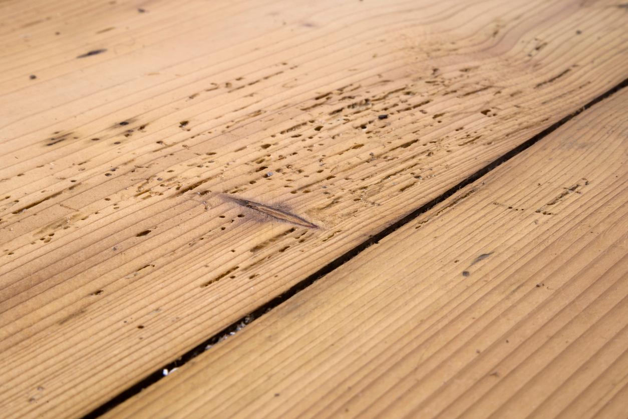  DIY Reparaturen Holzwurm behandeln: verfressene Parkettböden sehen nicht schön aus