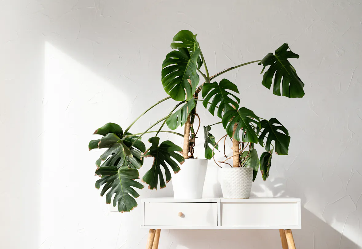 philodendron red congo Rojo Congo Philodendron main image 0