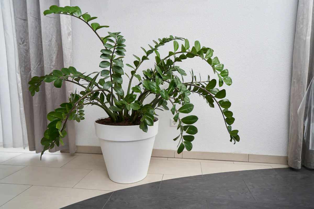 Glcksfeder (Zamioculcas zamiifolia)