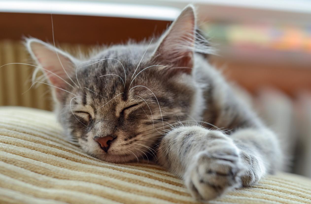 Katzen machen es sich gerne auf dem Sofa oder dem Bett bequem
