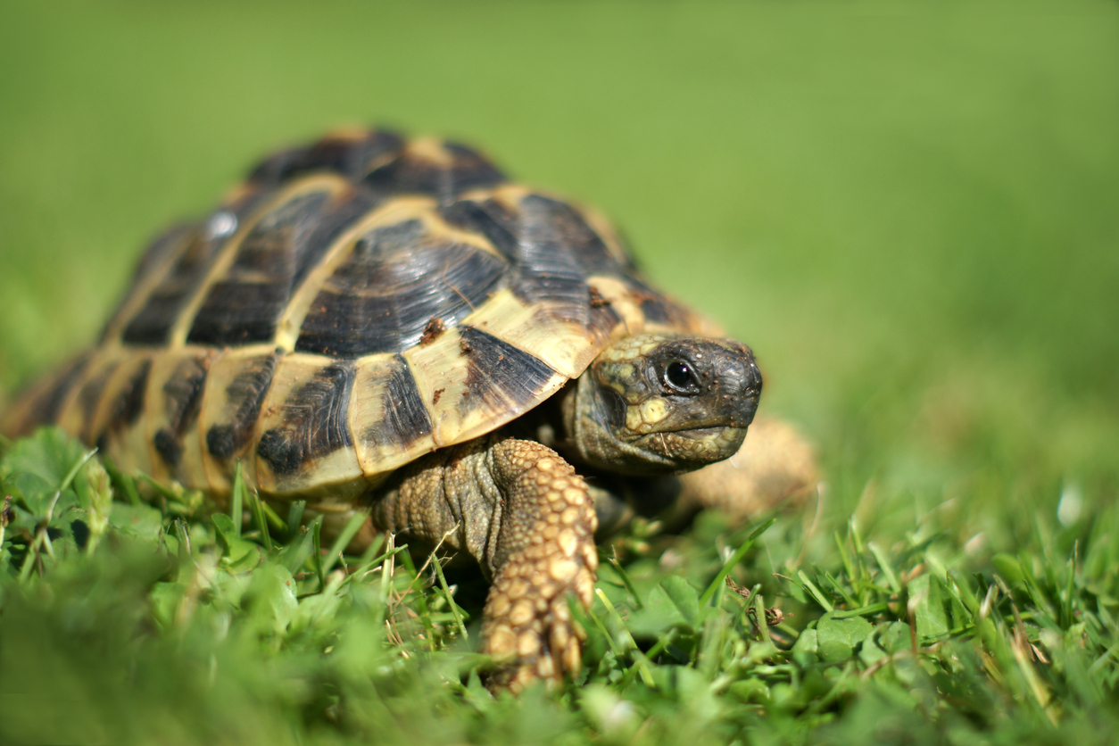 Conseils pour la détention conforme de tortues