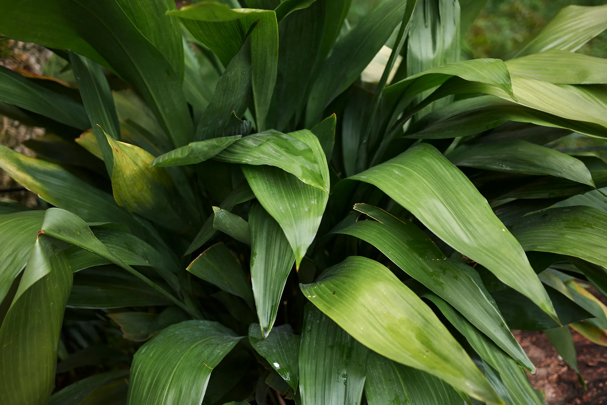 Schusterpalme (Aspidistra elatior)