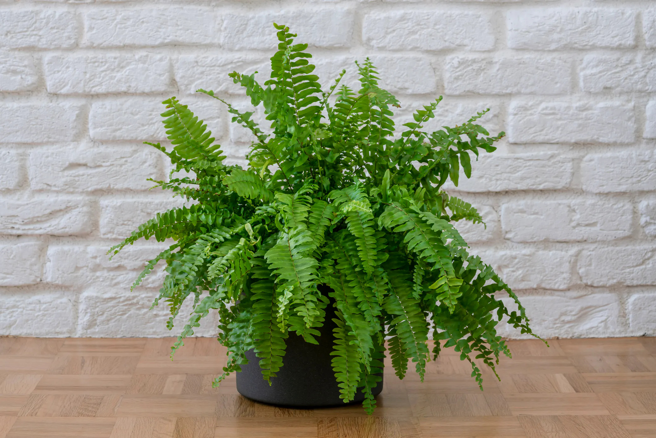 Schwertfarn (Nephrolepis exaltata)