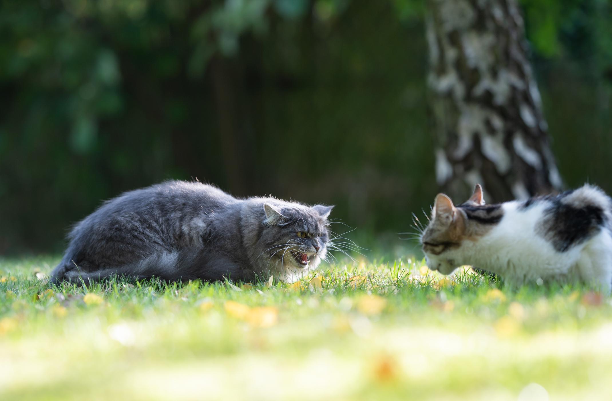 Zwei verfeindete Katzen fauchen sich an: auch Haustiere haben Streit