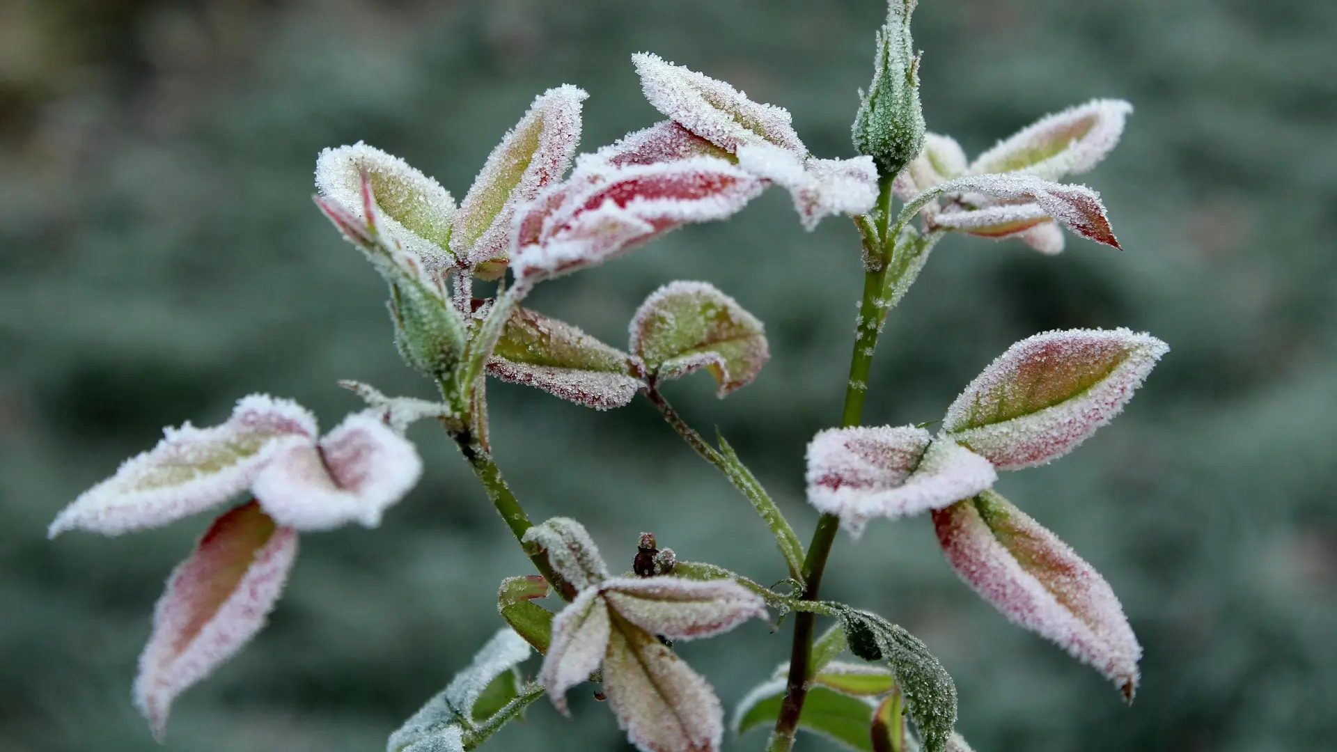 Bodenfrost im Frühling