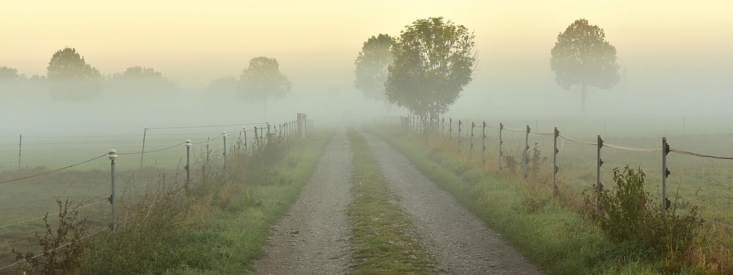 Brouillard et gel au sol sur le chemin de terre