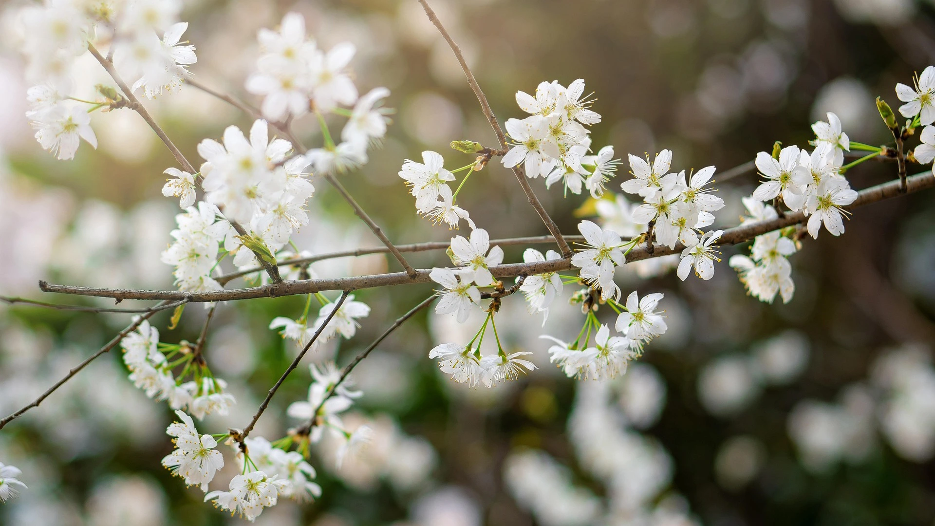 Frühlingsblüten