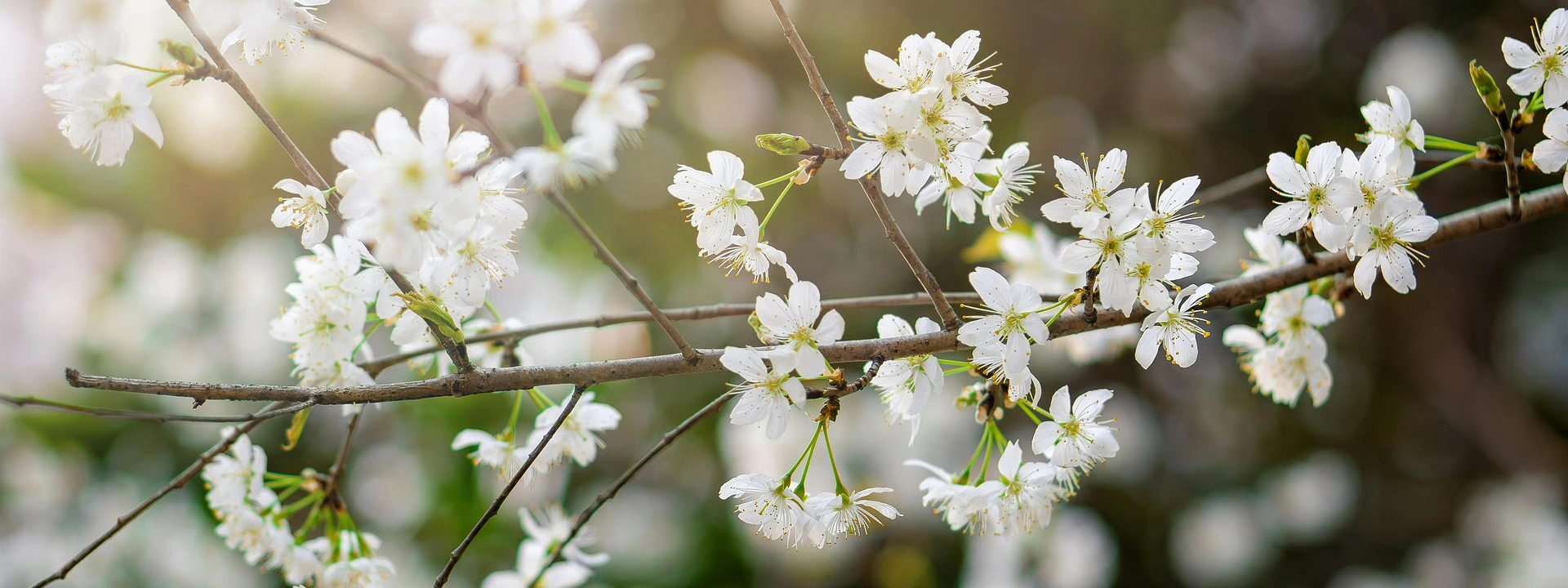 Frühlingsblüten
