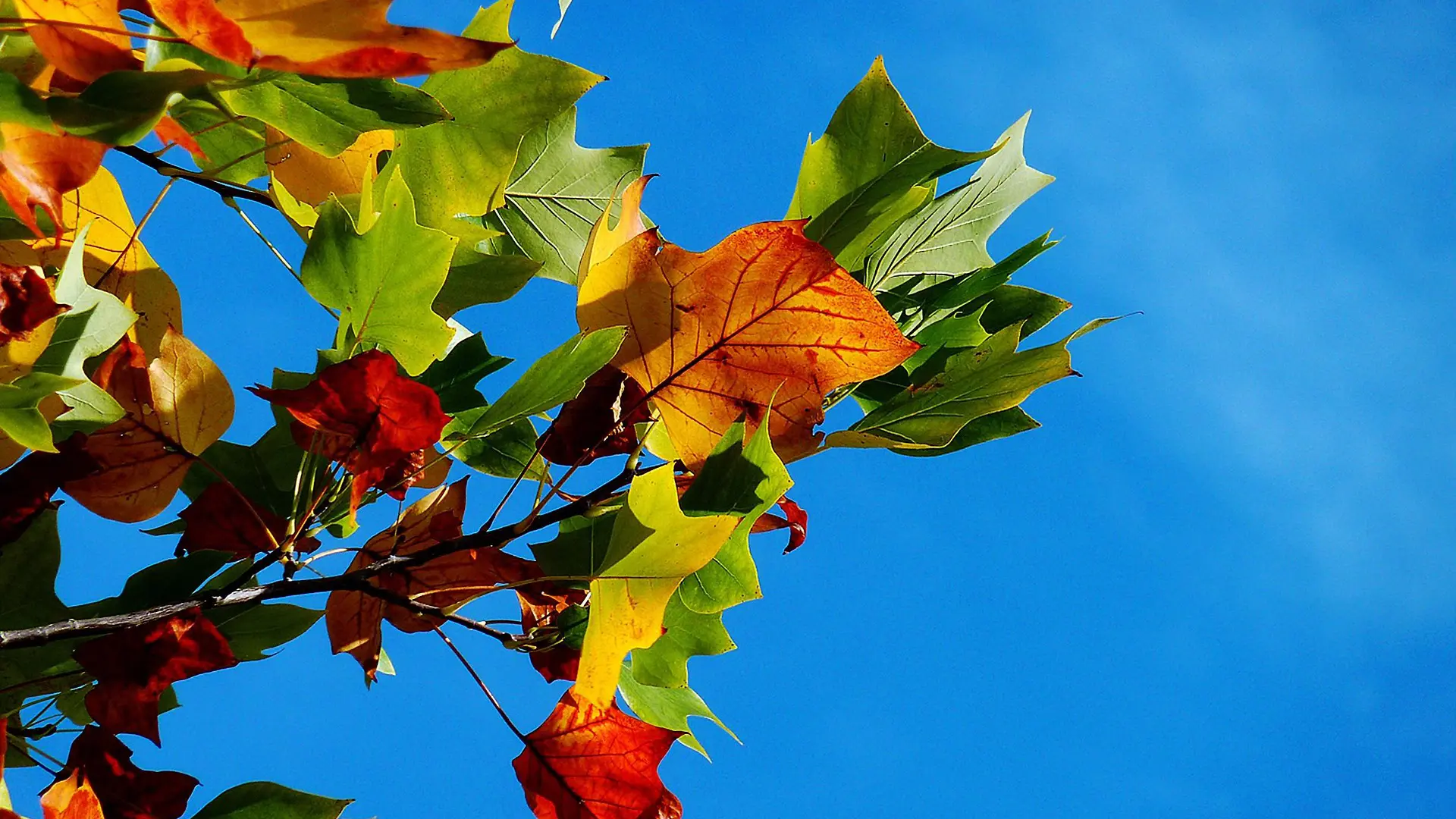 Blätter in Herbstfarben