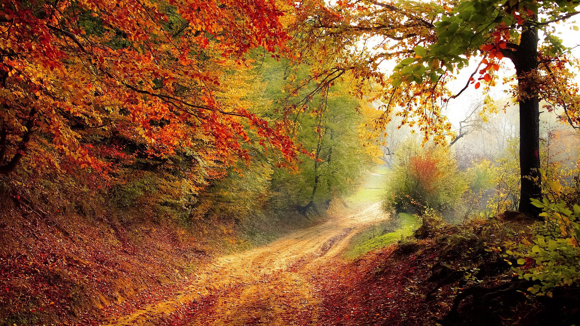 Weg in herbstlichem Wald