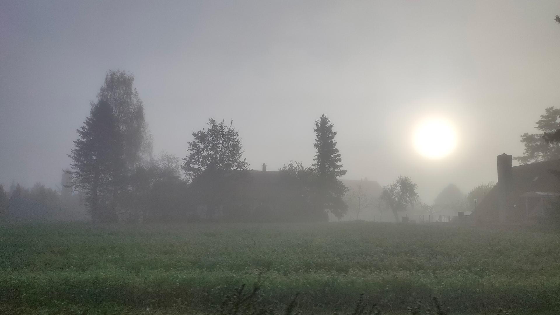 Nebel über einem Feld