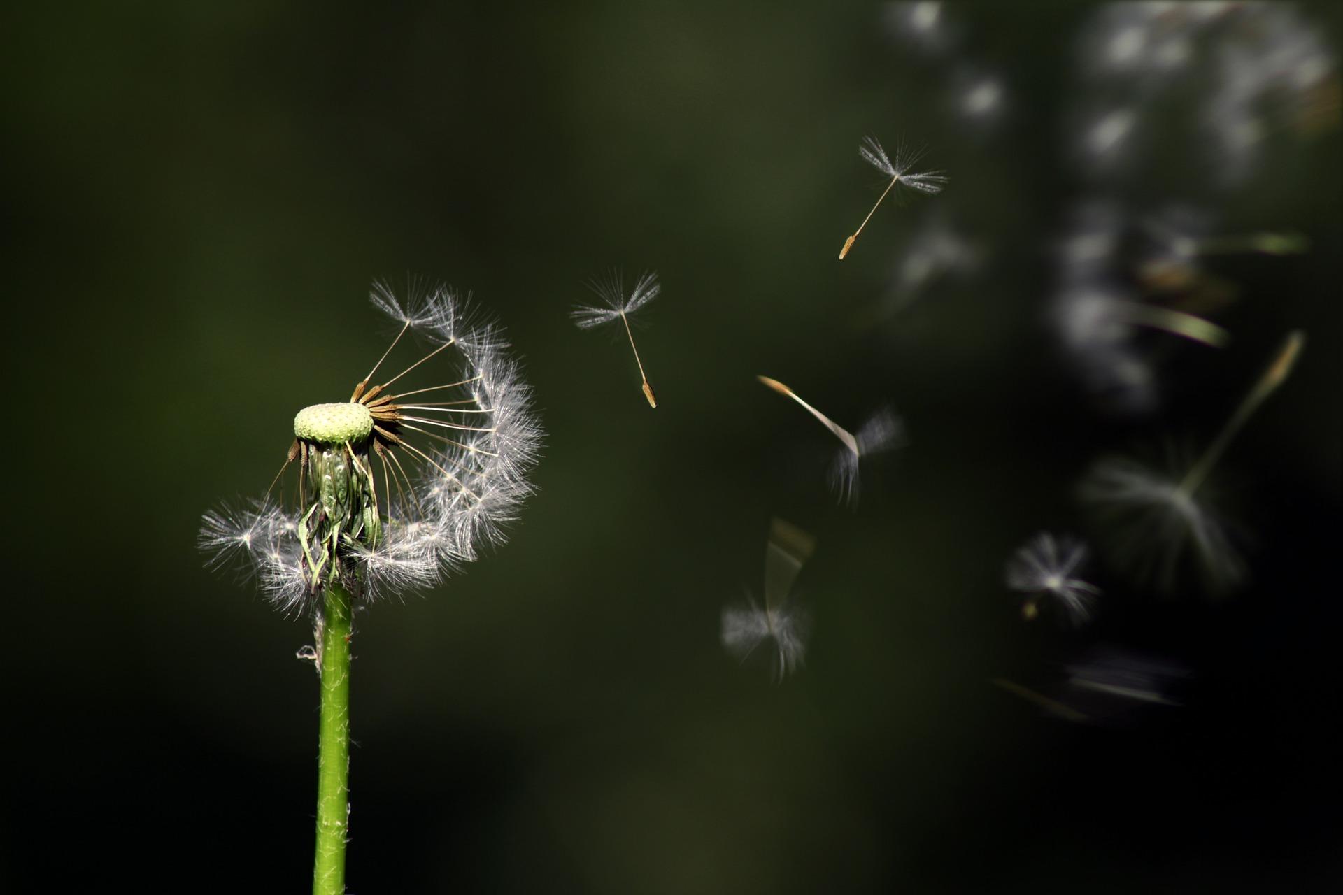 Löwenzahn im Wind